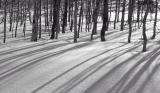 snow and tree