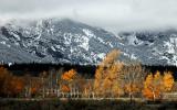 Leaves and Teton