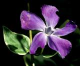 Vinca major