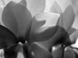 Cyclomen in black white