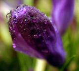 wet crocus