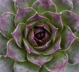 succulent