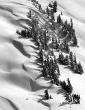 snow drift around trees