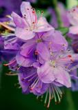 rhodie