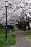 cherry blossoms