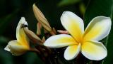 Hawaii Tropical Flowers and Plants