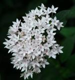 white flower