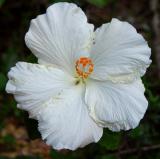 white hibiscus