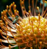 bee and tentacles