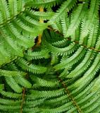fern