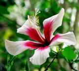 hibiscus red-white