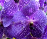 purple orchid