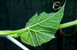full of life on leaf