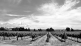 Vineyard on westside road