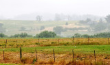 morning in santa rosa