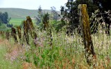 wildflowers