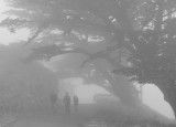 coming out the fog