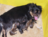 Lexy with newborns