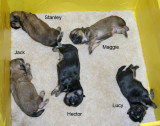 Lexys Pups 2 wk