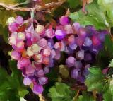 Grapes 1