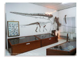 Inside Dinosaur museum