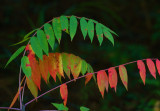 Fall Clothesline.