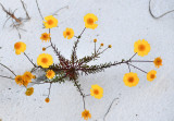 Golden Aster Blooms.jpg