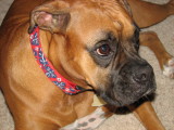 Home again! Check out the new collar....