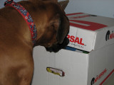 Paisley being nosy