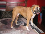 Boxer on a Boxer!