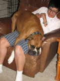 Our 93 lb lap dog