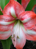 Crazy flower Bloomed early this year