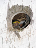 Another Baby Bird in the bird house