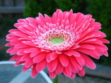 Vel bought me a flower!