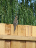 The Dove is back