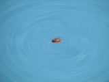 June bug taking a swim