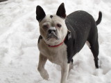 Lola w/ snow on her nose