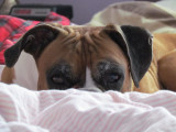 Chance looking cute