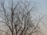 I really like this tree - 31 Jan. 2008