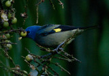 Yellow-Winged Tanager