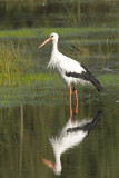 Ciconia ciconia