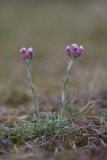 Antennaria dioica