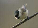 Poecile palustris