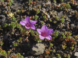 Saxifraga oppositifolia