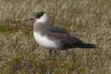 Stercorarius parasiticus