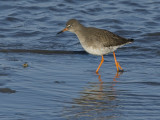 Tringa totanus