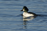 Bucephala clangula