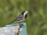 Motacilla alba