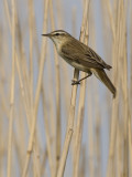 Acrocephalus schoenobaenus