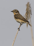 Saxicola rubetra